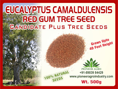 Eucalyptus Camaldulensis